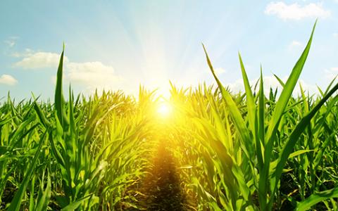 二维码农产品溯源系统能为企业带来哪些效益
